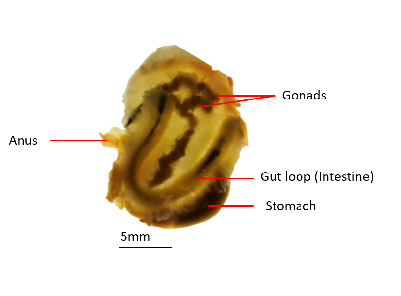 figure image